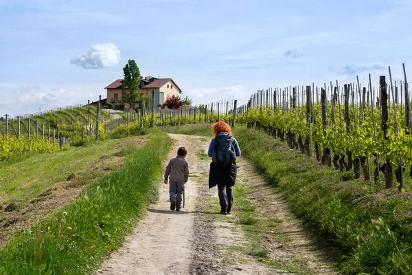 Barolo'dan Monforte'a giden insanlar. Pathway Barolo kırmızı şarap. Langhe, Piedmont, İtalya. Açık hava aktivitesi Turizm