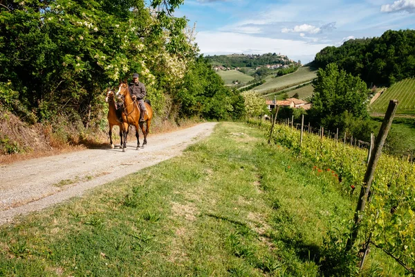 Langhe, via Barolo. Homem em um cavalo monta entre Vineyard com Monforte na frente. Viticultura perto de Barolo, Piemonte, Itália — Fotografia de Stock