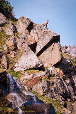 Gran Paradiso milli parkında bir kaya üzerinde Ibex, İtalya Alpler dağları