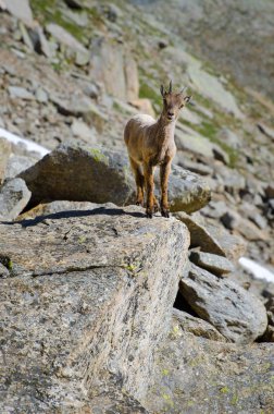 Gran Paradiso milli parkı fauna yaban hayatı, İtalya Alpler dağlarda taş üzerinde Genç Ibex