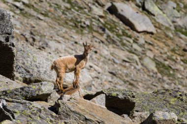 Gran Paradiso milli parkı fauna yaban hayatı, İtalya Alpler dağlarda taş üzerinde Genç Ibex