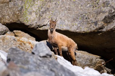 Gran Paradiso milli parkı fauna yaban hayatı, İtalya Alpler dağlarda taş üzerinde Genç Ibex