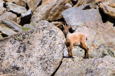 Gran Paradiso milli parkı fauna yaban hayatı, İtalya Alpler dağlarda taş üzerinde Genç Ibex