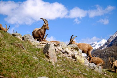 Bir yaz güneşli bir günde uzun boynuzları ile taşlar üzerinde yetişkin Ibex Grubu. Gran Paradiso milli parkı faunası, İtalya Alpleri dağları, Avrupa