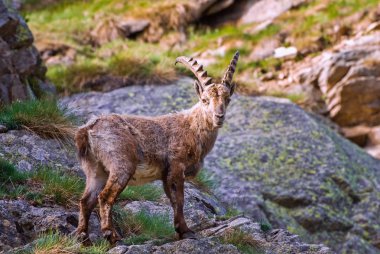Gran Paradiso milli parkı fauna yaban hayatı, İtalya Alpler dağlarda taş üzerinde Ibex