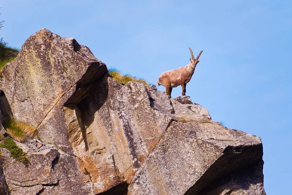 Gran Paradiso milli parkında bir kaya üzerinde Ibex, İtalya Alpler dağları