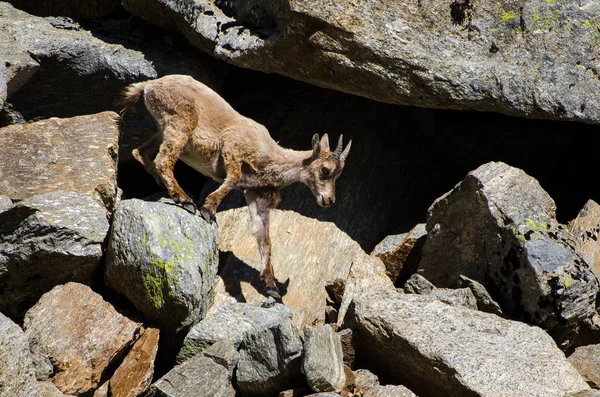 Jovem Ibex Pedra Gran Paradiso Fauna Parque Nacional Vida Selvagem — Fotografia de Stock