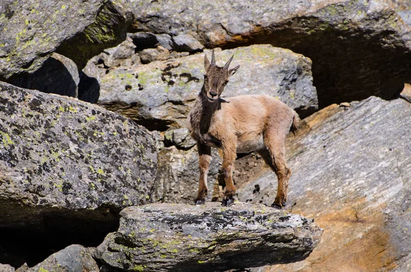 Giovane Stambecco Sulla Pietra Nel Parco Nazionale Del Gran Paradiso — Foto Stock