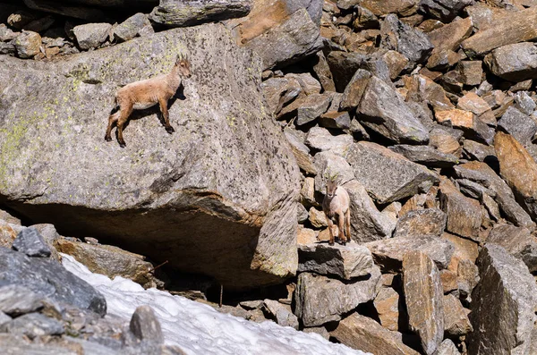 Casal Jovens Ibex Pedra Gran Paradiso Fauna Parque Nacional Vida — Fotografia de Stock