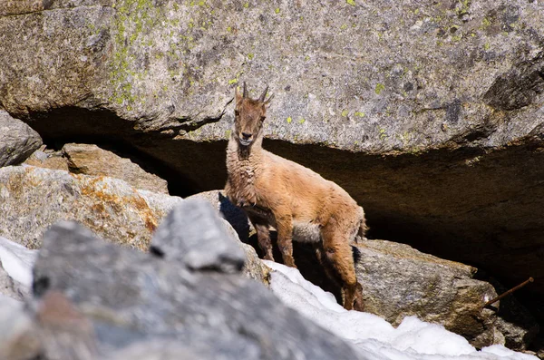 Giovane Stambecco Sulla Pietra Nel Parco Nazionale Del Gran Paradiso — Foto Stock