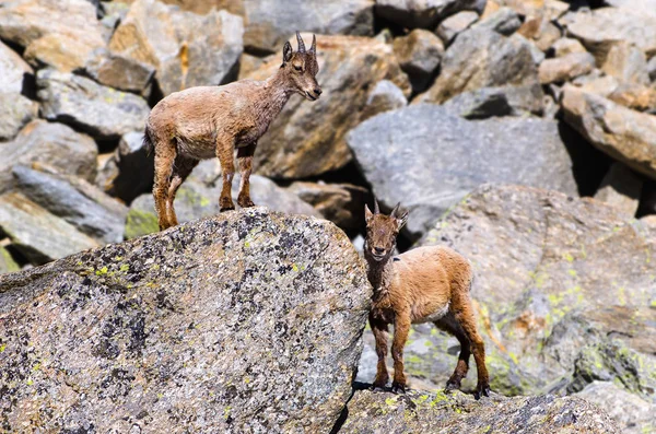 Casal Jovens Ibex Pedra Gran Paradiso Fauna Parque Nacional Vida — Fotografia de Stock