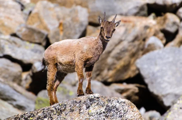 Молодий Ibex Камені Парку Гран Paradiso Тваринний Світ Дикої Природи — стокове фото