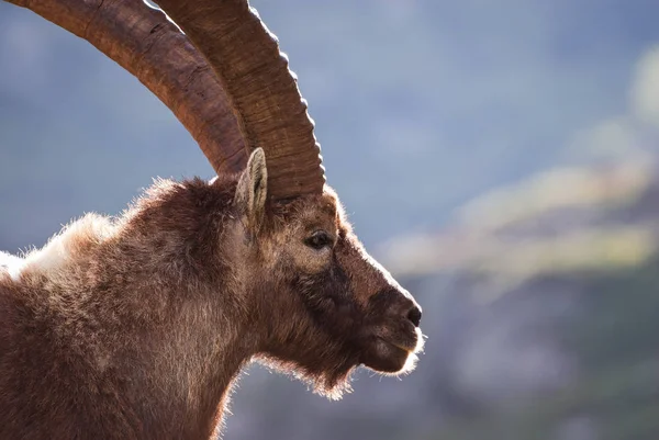 Velho Ibex Fechou Retrato Parque Nacional Gran Paradiso Fauna Vida — Fotografia de Stock