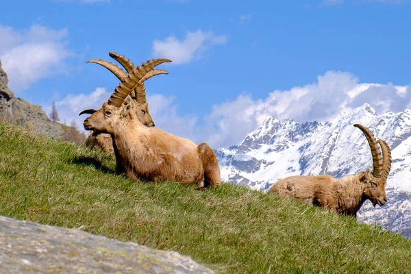 Skupina Dospělých Ibex Která Leží Letním Slunném Dnu Trávě Dlouhými — Stock fotografie