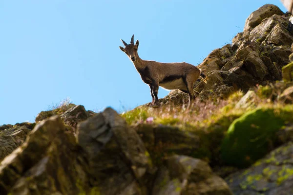 Steenbok Steen Naar Beneden Gran Paradiso Nationaal Park Fauna Wildlife — Stockfoto