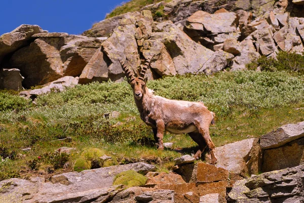Ibex Pedra Gran Paradiso Fauna Parque Nacional Vida Selvagem Itália — Fotografia de Stock