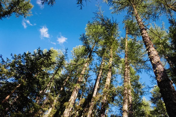 Bottom View Tall Firs Trees Forest Branches Trunks Blue Sky Royalty Free Stock Photos