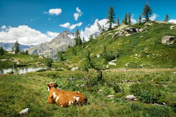 Paesaggio Montano Con Lago Mucche Distese Sull Erba Una Bella — Foto Stock