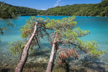 Mljet Milli Parkı, küçük bir göl üzerinde deniz çamları. Mljet adası, Dalmaçya, Hırvatistan