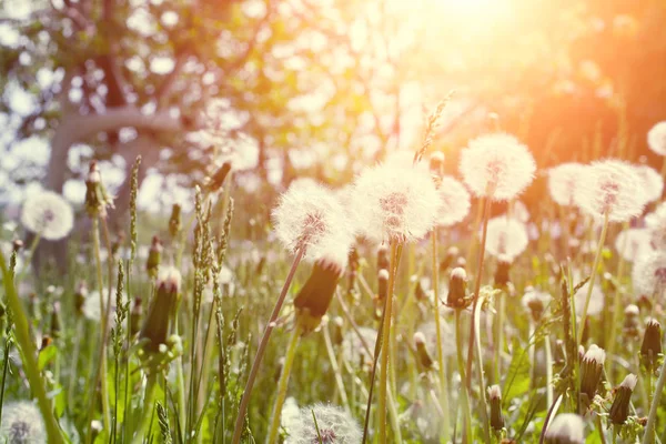 Meadow Of Dandelions to Make Dandelion Wine. Sunset or Sunrise