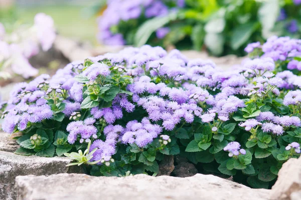 Bahçede taşlar da Ageratum