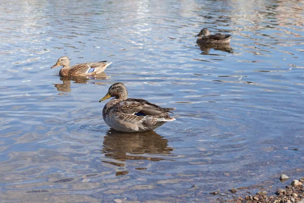Ducks ashore clean their feathers