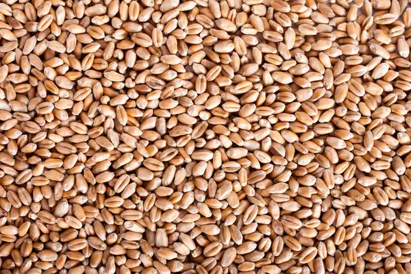 Buğday tohumları arkaplan dokusu, üst görünüm