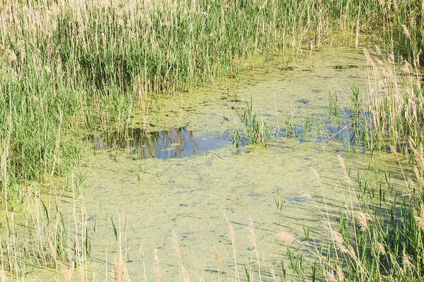 Marais Avec Eau Stagnante — Photo