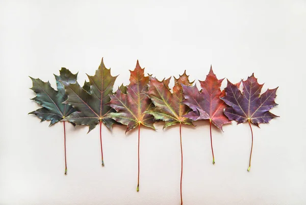 Colorful maple leaves lined in a row. Autumn flat lay. Fall concept on light beige background