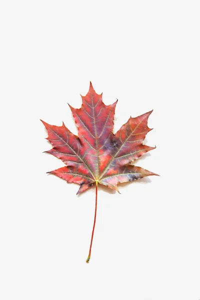 Rotes Ahornblatt Auf Beigem Hintergrund Herbst Idee Herbstkonzept Flache Lage — Stockfoto