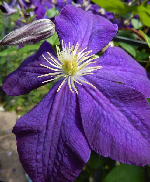 Zbliżenie Clematis Kwiat Rozkwicie Ultra Violet Kolor 2018 Roku — Zdjęcie stockowe
