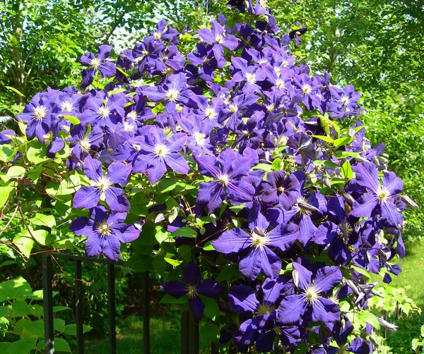 Blumiger Hintergrund Mit Einer Blühenden Klematisrebe Mit Ultravioletten Blüten Der — Stockfoto