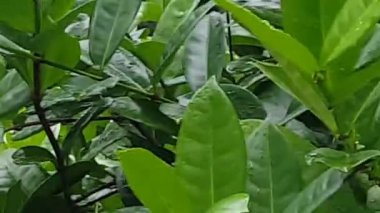 Siyah ve beyaz takip kelebek sinek bir tropikal ormanda parlak turuncu çiçekler etrafında çizgili.