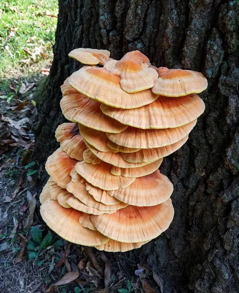 Grande Grappe Champignons Plats Poussant Sur Écorce Tronc Arbre — Photo