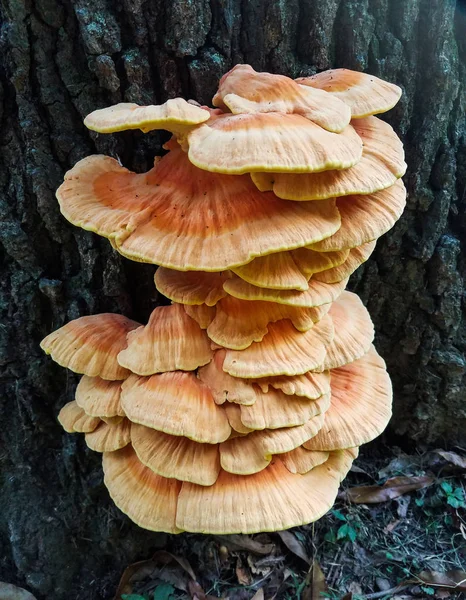 Grande Grappe Champignons Plats Poussant Sur Écorce Tronc Arbre — Photo