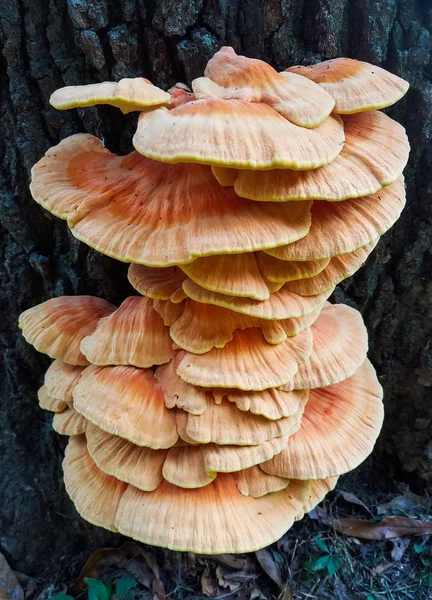 Grande Grappe Champignons Plats Poussant Sur Écorce Tronc Arbre — Photo