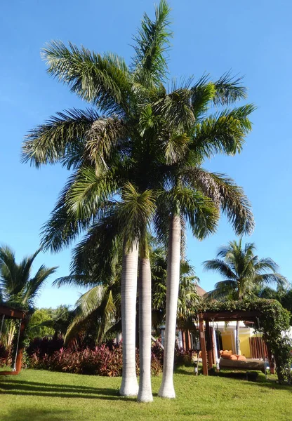 Тропічний Курорт Краєвид Дерева Пальми Проти Синього Неба Карибах Санаторію — стокове фото