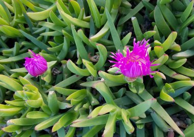 Yakın çekim yeşil arasında mor çiçekler ile egzotik bir etli bitki yaprakları