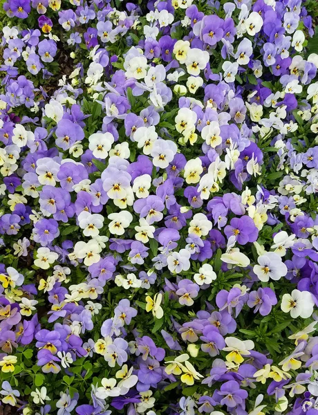 Veilchen Und Weiße Stiefmütterchen Blumenbeet Für Helle Bunte Landschaftshintergründe — Stockfoto