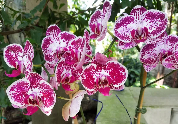 Nahaufnahme Einer Bunten Orchideenblüte Mit Rot Weiß Und Kastanienbraun Gefleckten — Stockfoto