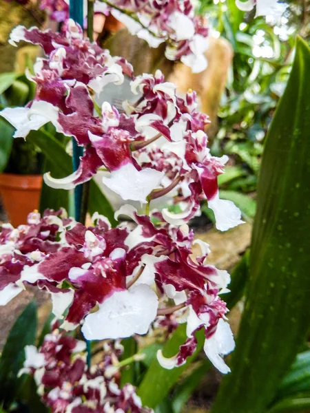 Nahaufnahme Einer Bunten Orchideenblüte Mit Rot Weiß Und Kastanienbraun Gefleckten — Stockfoto