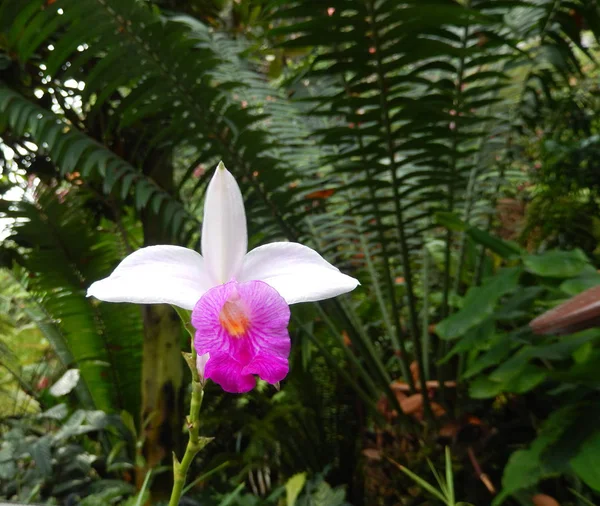 Nahaufnahme Auf Einer Weißen Orchidee Mit Einem Ultravioletten Blütenblatt Der — Stockfoto