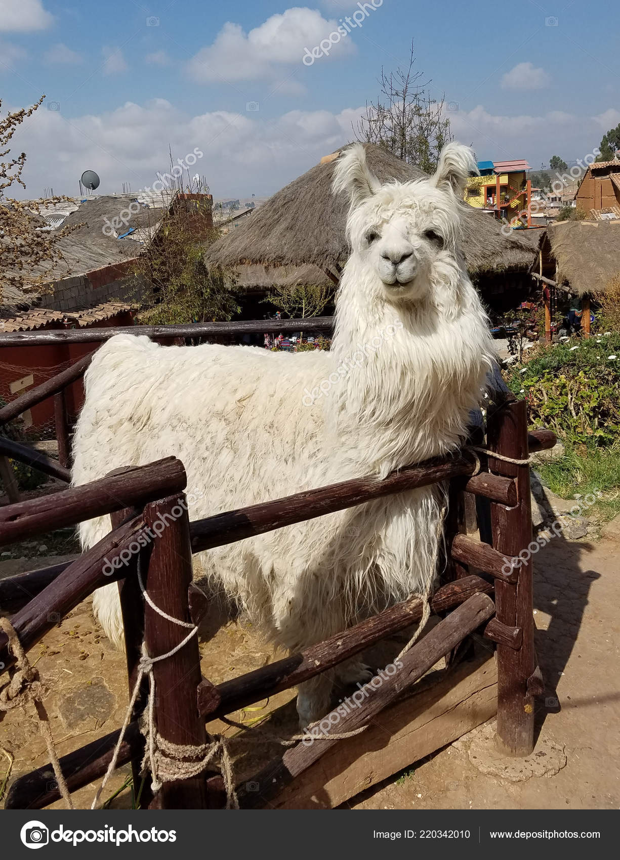 Alpaca Peru Farm Alpacas Lamas Domesticated Animals Camel Family South — Stock Photo © 3000ad