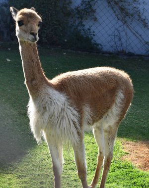 Vicuna, Peru, Güney Amerika deve ailesinde iki vahşi hayvanlardan biri. En pahalı yün vardır.