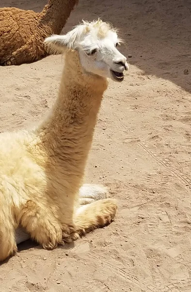 Lama Farm Peru Lama One Two Domestic Animals Camel Family — Stock Photo, Image