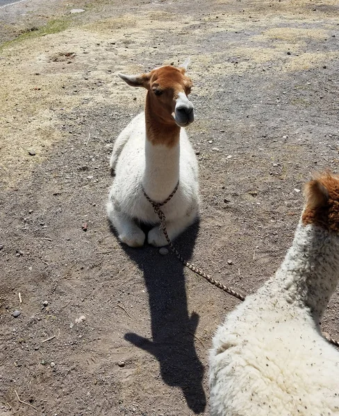 Lamas Perú Lama Uno Los Dos Animales Domésticos Familia Los — Foto de Stock