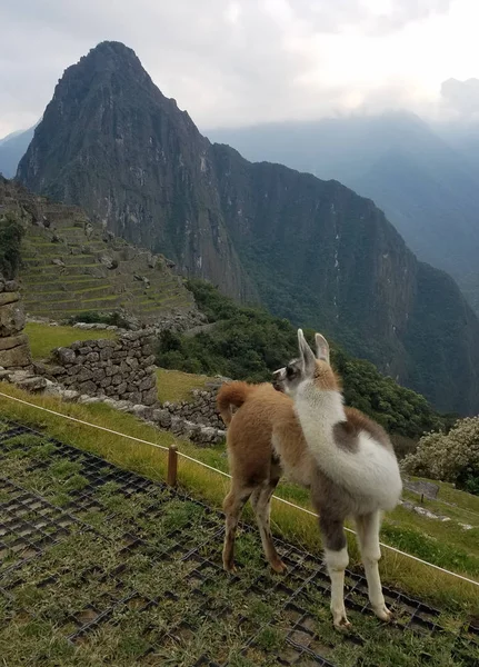 Lama Machu Picchu Peru Zuid Amerika Met Citadel Het Andes — Stockfoto