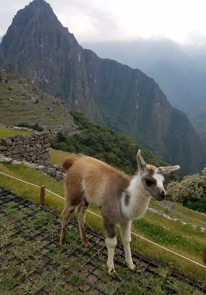 Lamas Machu Picchu Peru Güney Amerika Kalesi Dağ Içinde Belgili — Stok fotoğraf