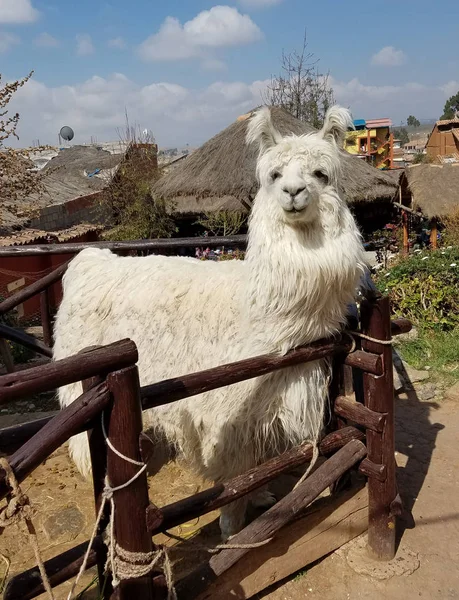 Alpaga Dans Une Ferme Péruvienne Les Alpagas Les Lamas Sont — Photo