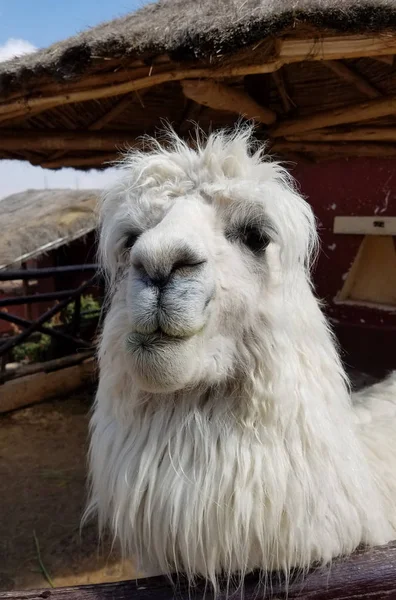 Retrato Cerca Alpaca Una Granja Perú Alpacas Lamas Son Animales — Foto de Stock